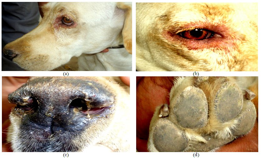 (a) eye discharges, (b) infection around the eye, (c) nasal discharges (d) Hard Pads
