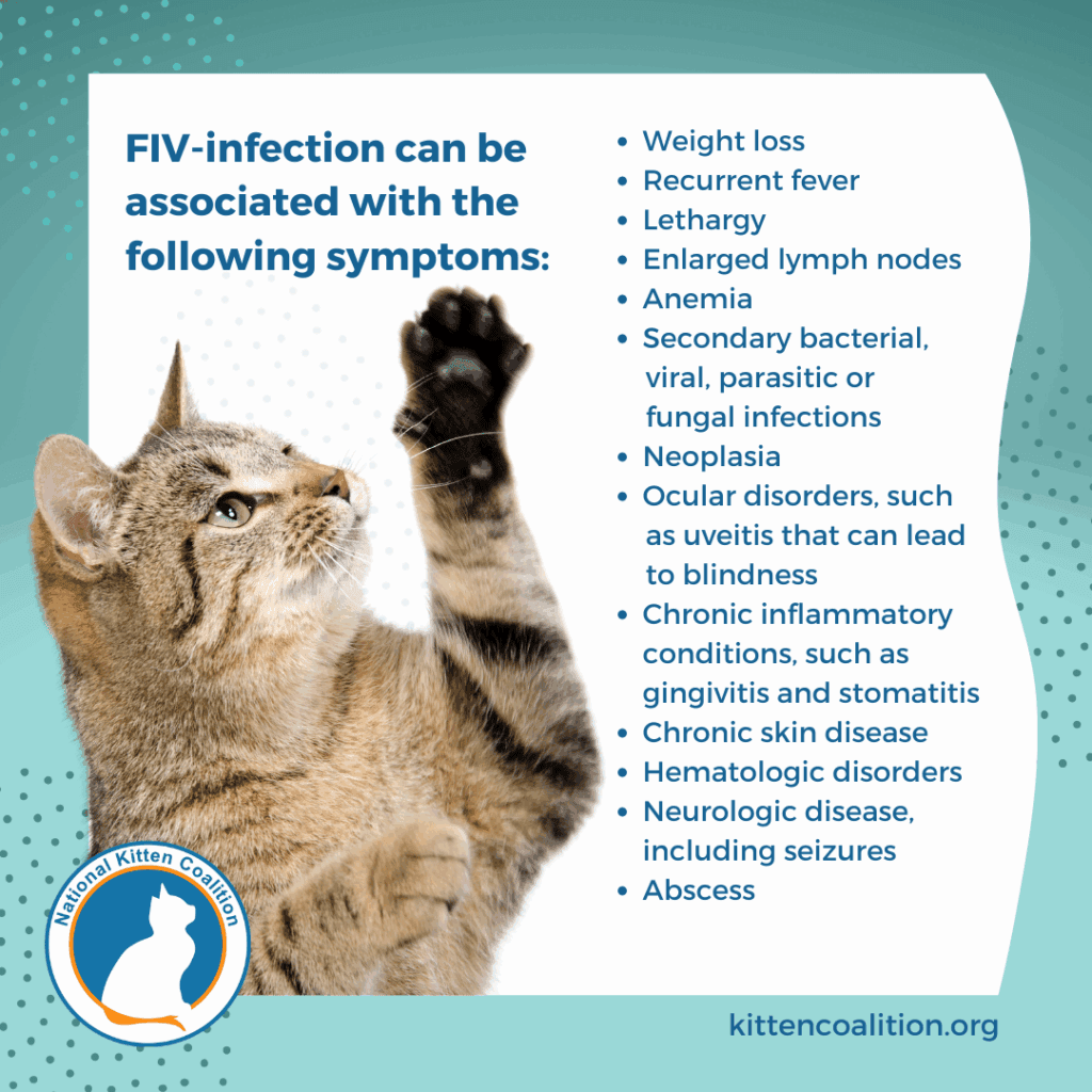 Symptoms of FIV in cats