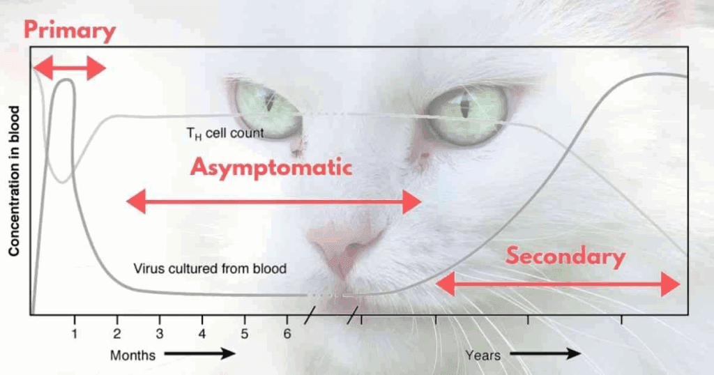 Understanding FIV in cats