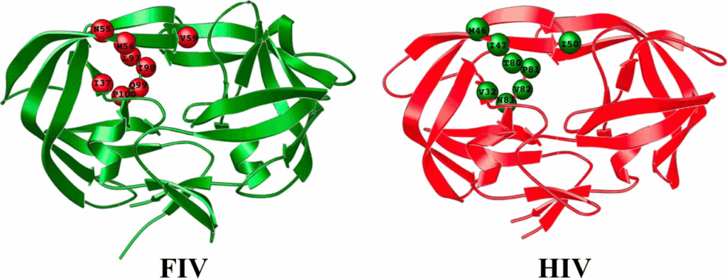 FIV in cats compares to HIV in humans