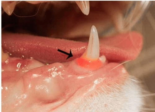 cat oral lesions in FIV