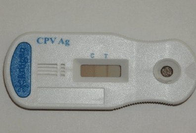 Parvo Virus in Dogs: Symptoms, Treatment & Prevention | Petyaari Pet Clinic CPV Rapid Antigen Tests (SNAP Test) showing positive for parvo