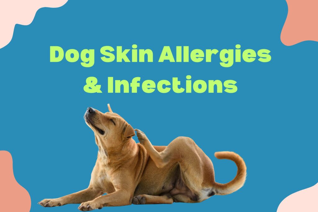 Dog Skin Allergies & Infections