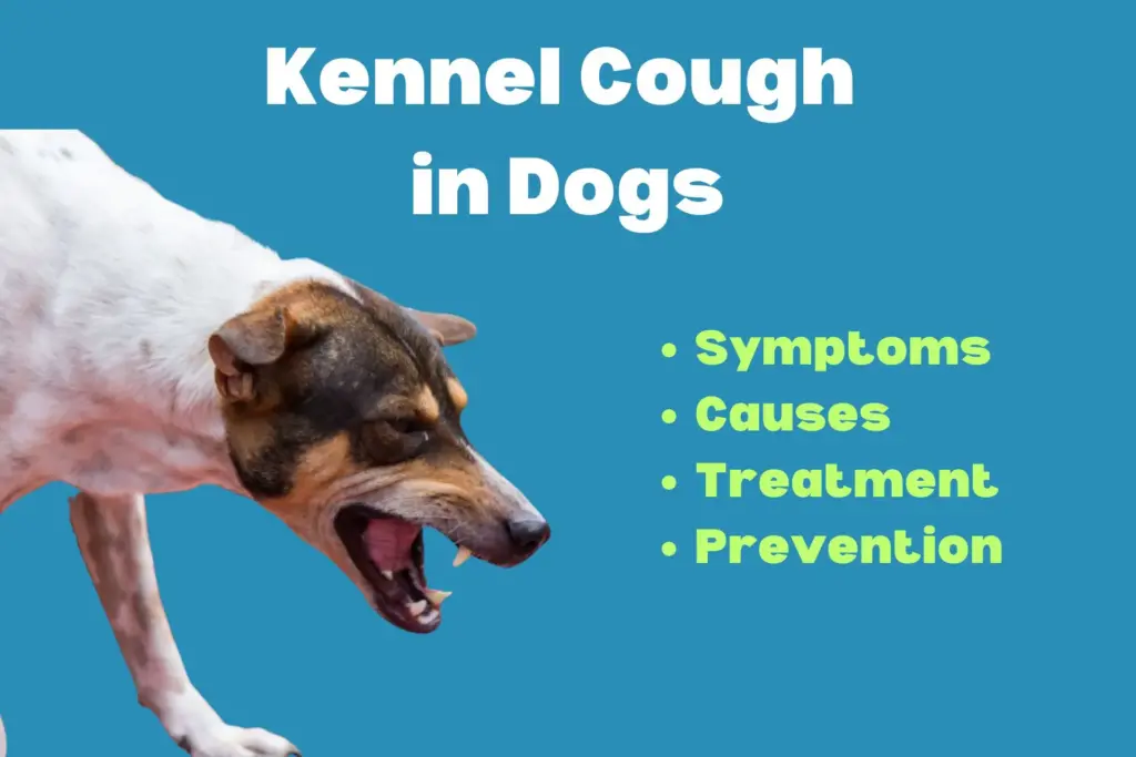 Kennel Cough in Dogs