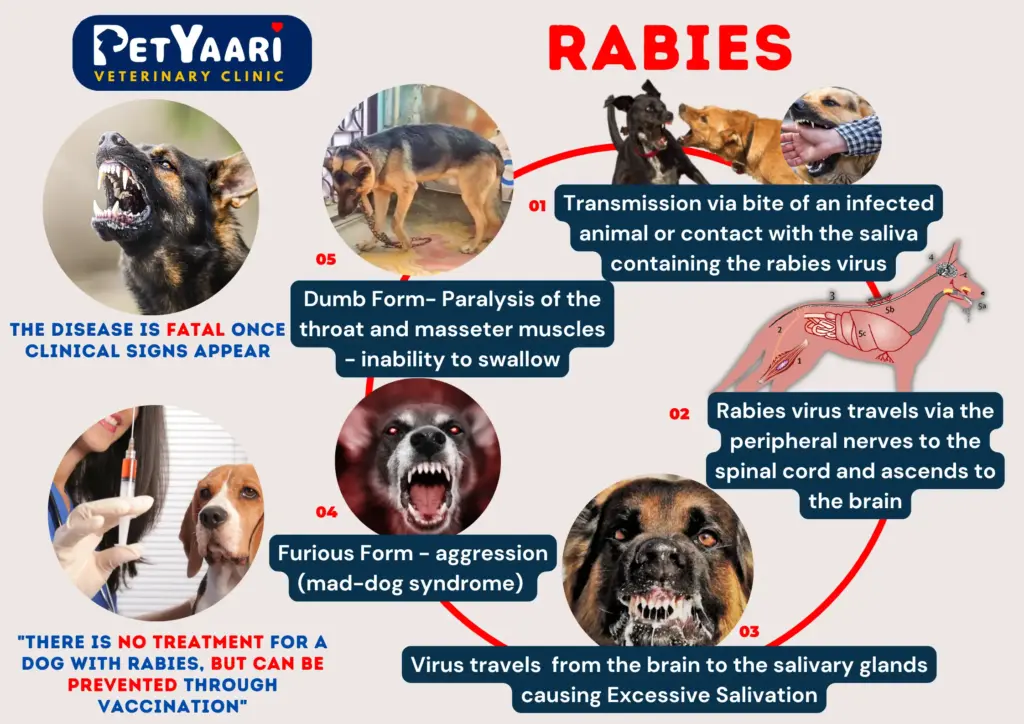 Rabies in Dogs in India: Symptoms, Transmission, and Prevention Strategies Rabies poster highlighting the transmission of rabies from dogs to humans, emphasizing the importance of awareness and prevention.