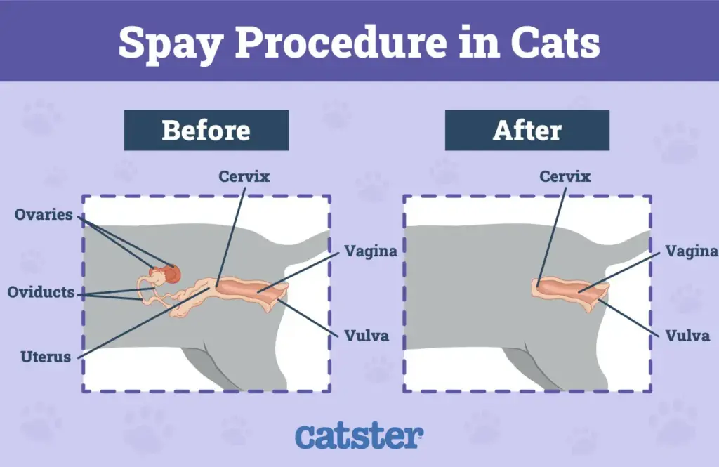 Spaying in cats at Hyderabad
