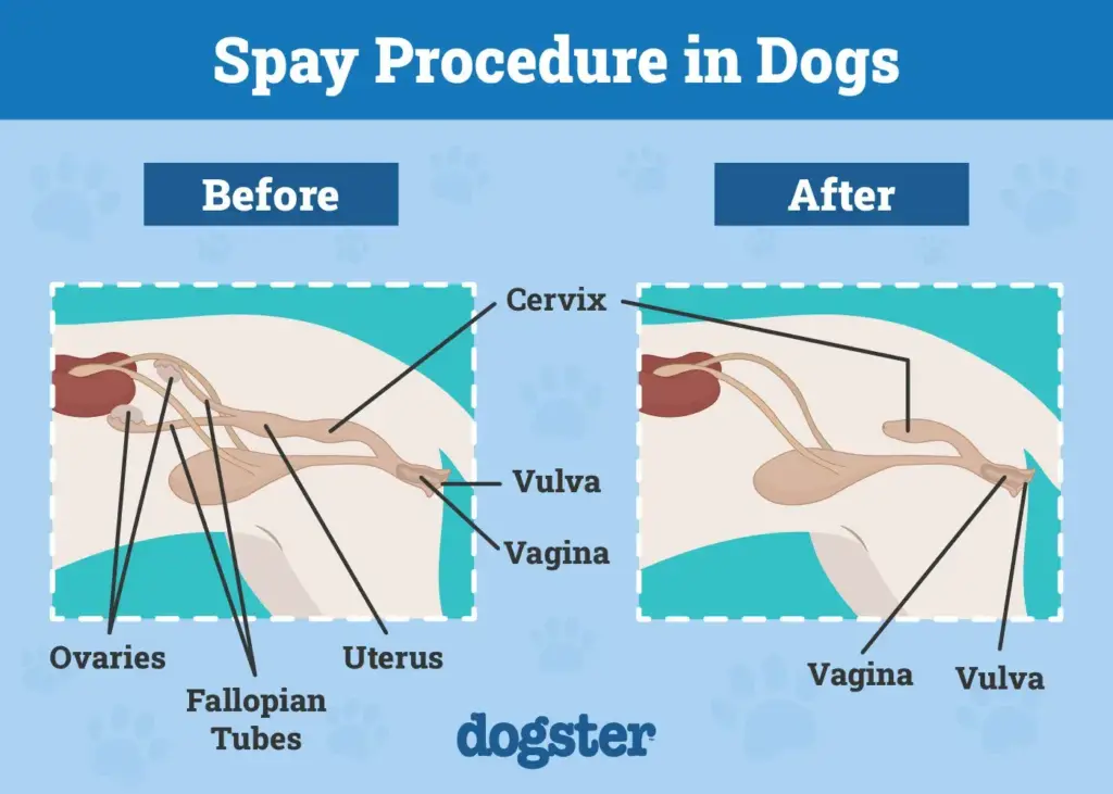 Spaying a Dog in Hyderabad @ ₹9,500 Dog Spaying in Hyderabad