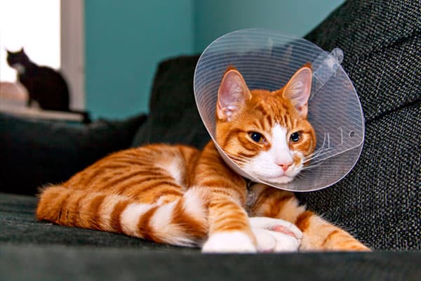Male Cat Neutering in Hyderabad for ₹5,500 Cat neutering in Hyderabad