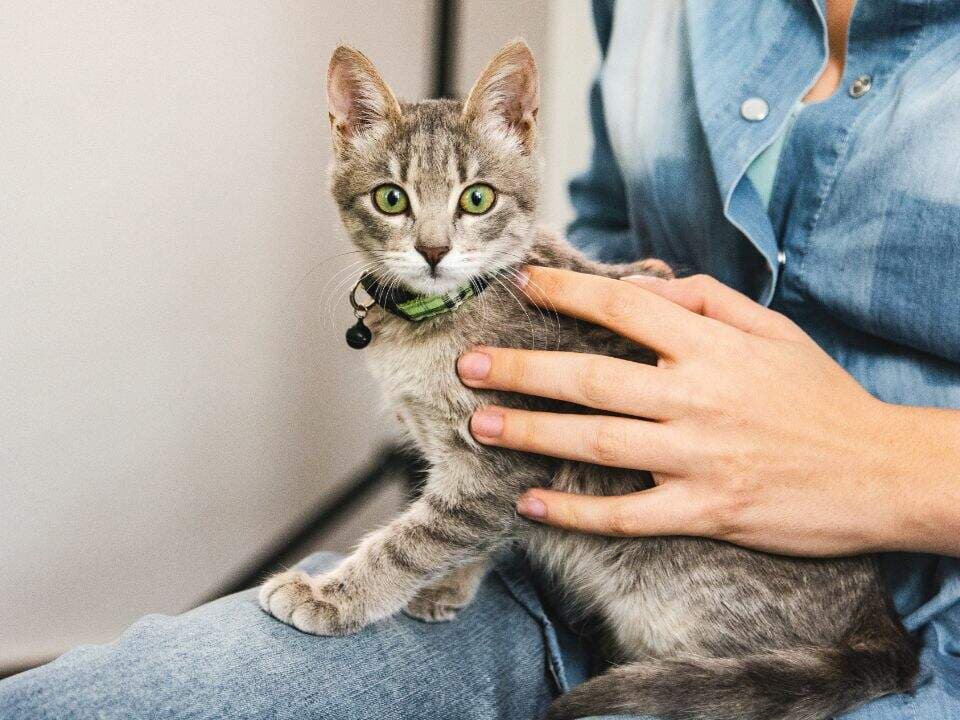 Male Cat Neutering in Hyderabad for ₹5,500 Neutered cat at Petyaari Pet Clinic