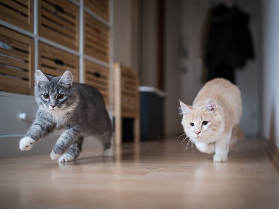 Male Cat Neutering in Hyderabad for ₹5,500 happy kittens running