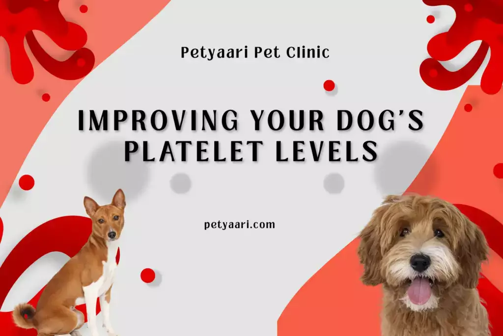 Improving Your Dog's Platelet Levels