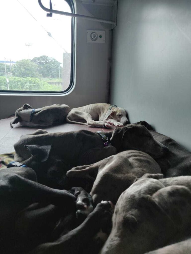 Travelling with Pets in India: Train and Car Journey Safety Dogs resting comfortably inside an Indian train compartment, illustrating pet-friendly travel on Indian Railways