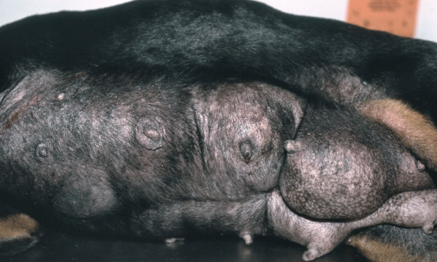 multiple mammary tumors in dogs