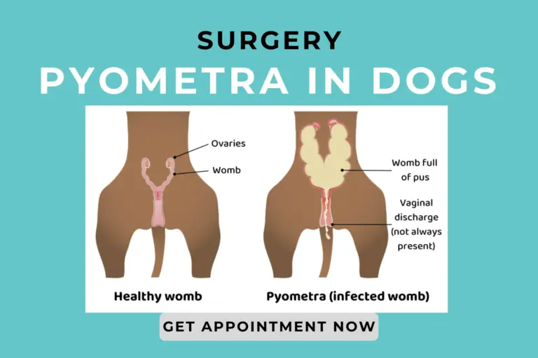 Pyometra Surgery in Dogs