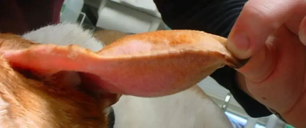 Blood Filled up in the Ear Pinna of a Dog (Aural Haematoma)