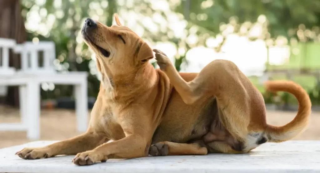 Dog itching ears due to Otitis Externa, which further leads to Aural Haematoma
