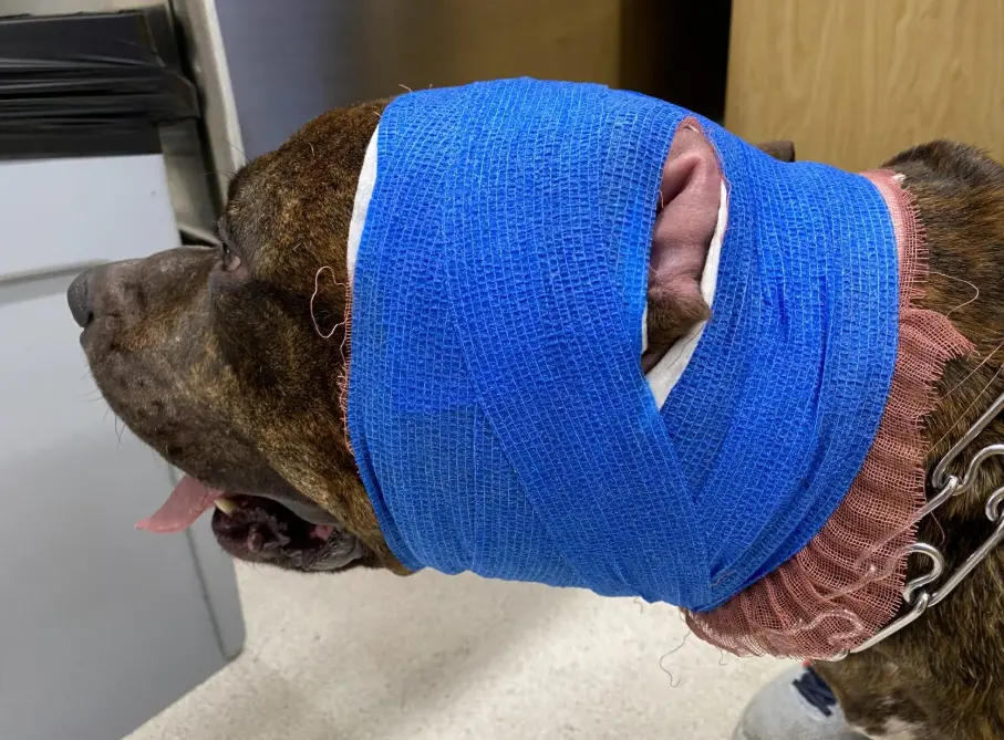 Bandaging after Aural Haematoma Surgery