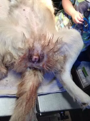 Vaginal Pus Discharges in Open-Cervix Pyometra