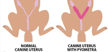 Normal Healthy Uterus vs Pus-Filled Uterus (Pyometra)