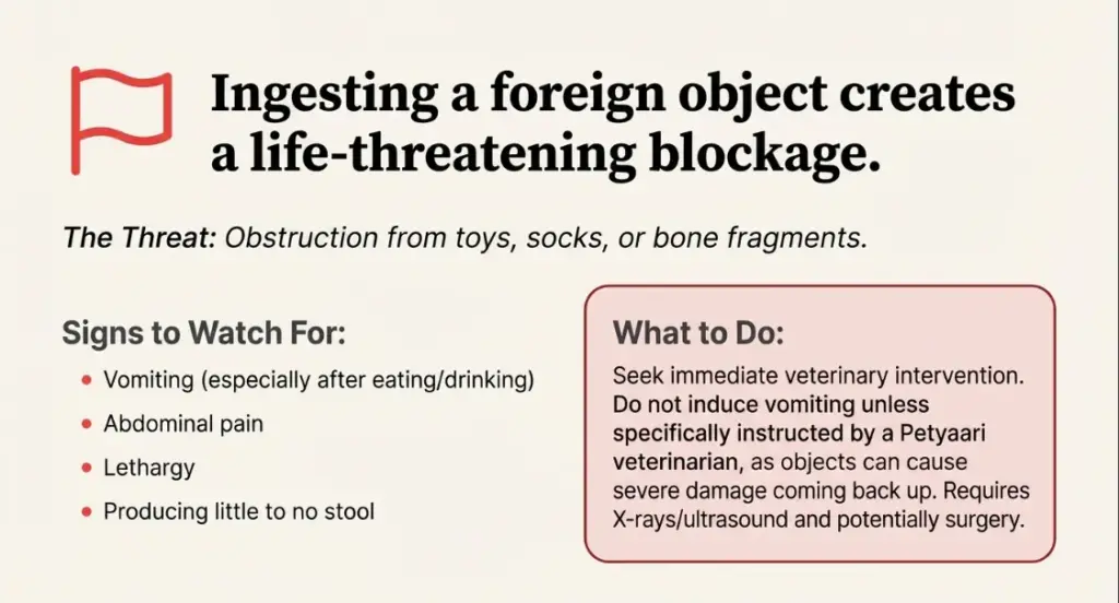 Infographic explaining that ingesting foreign objects can cause life-threatening blockage in pets, listing signs to watch for and describing urgent veterinary actions