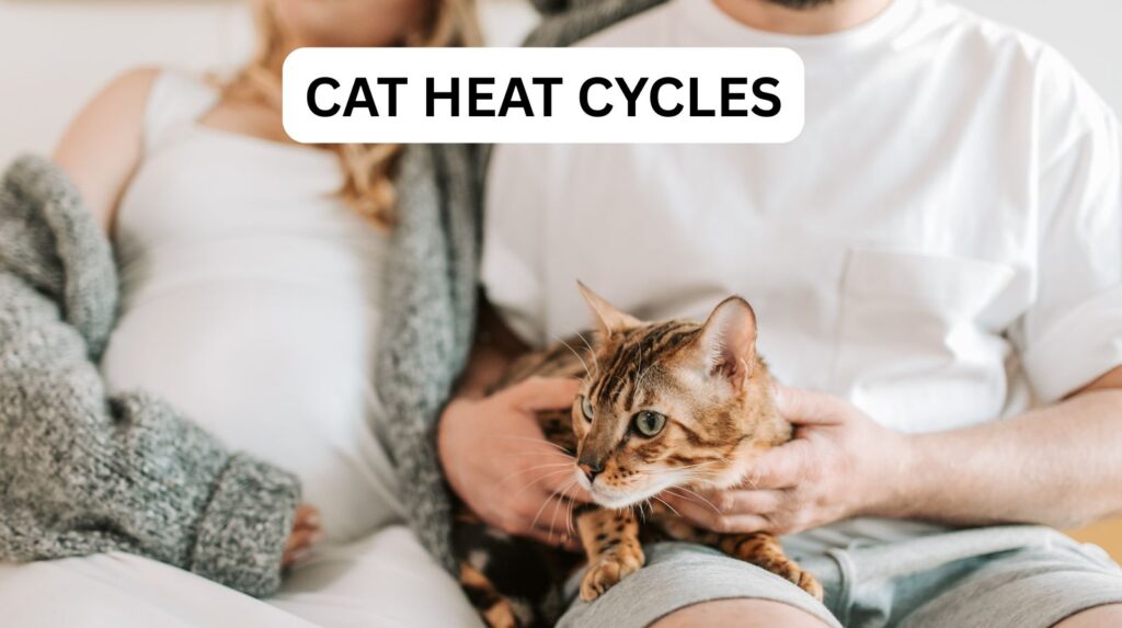 Is My Cat Pregnant? Signs of Cat Pregnancy and Expert Care from a Hyderabad Vet