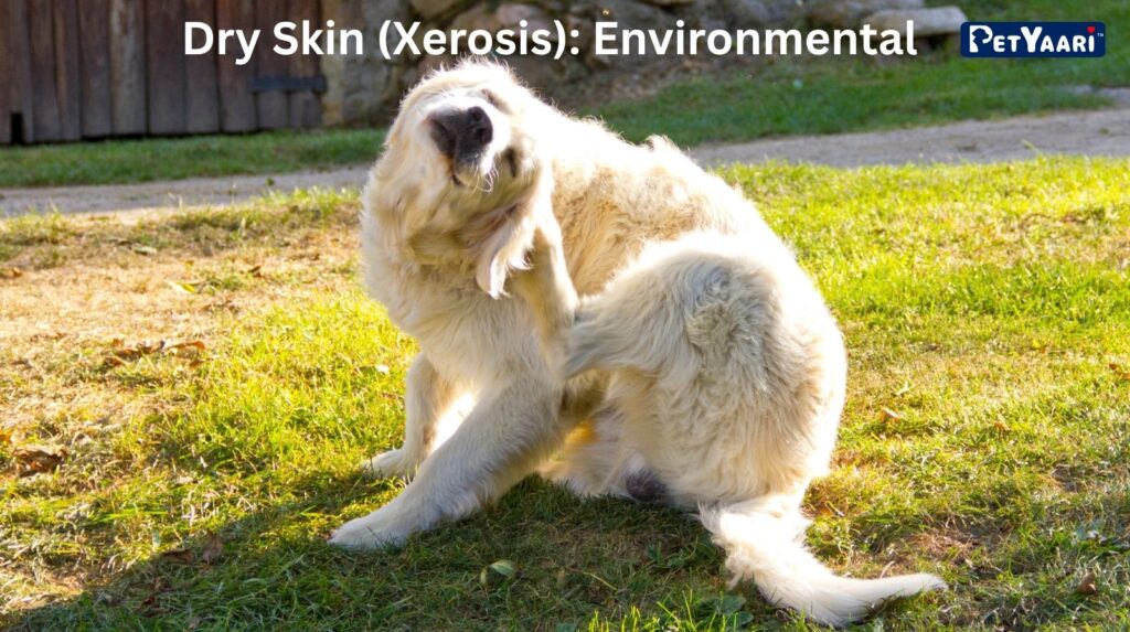 Dog Itching: 7 Common Causes, Symptoms, and Effective Relief Strategies Dry Skin