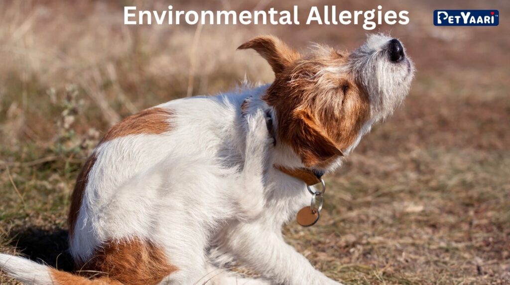 Dog Itching: 7 Common Causes, Symptoms, and Effective Relief Strategies Environmental Allergies