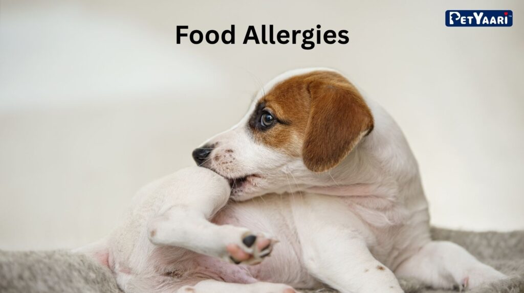 Dog Itching: 7 Common Causes, Symptoms, and Effective Relief Strategies Food Allergies