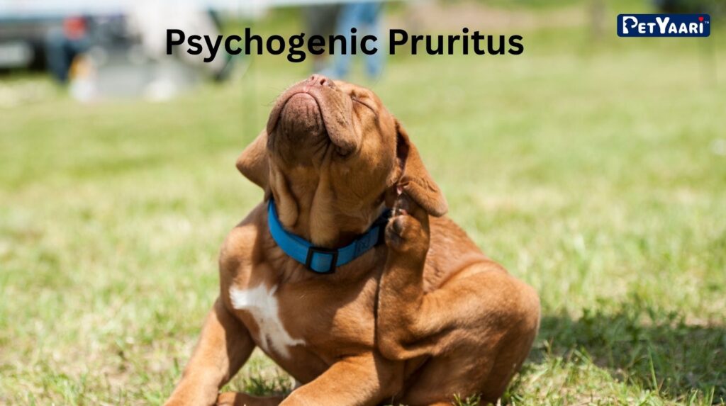 Dog Itching: 7 Common Causes, Symptoms, and Effective Relief Strategies Puritis
