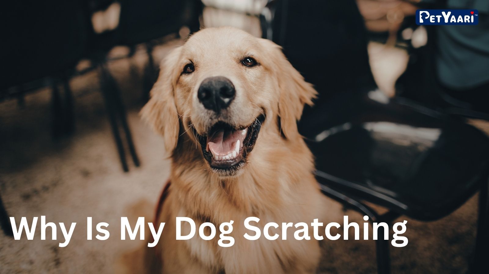 PetYaari Pet Clinic Golden retriever with a wide smile and friendly eyes, golden fur gleaming, and PetYaari branding in the corner, conveying warmth and trust in a dog-focused scene