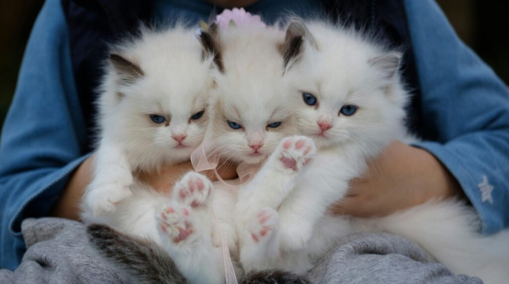 Is My Cat Pregnant? Signs of Cat Pregnancy and Expert Care from a Hyderabad Vet
