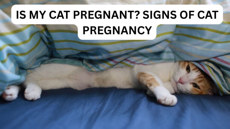 Is My Cat Pregnant? Signs of Cat Pregnancy text over a orange-and-white cat lying on a blue-and-yellow striped blanket, PetYaari Hyderabad