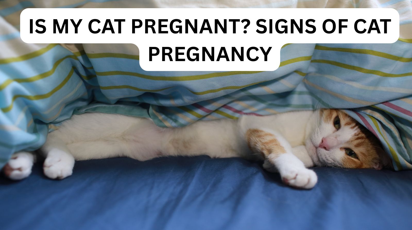 PetYaari Pet Clinic Is My Cat Pregnant? Signs of Cat Pregnancy text over a orange-and-white cat lying on a blue-and-yellow striped blanket, PetYaari Hyderabad