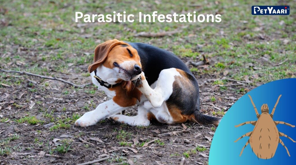 Dog Itching: 7 Common Causes, Symptoms, and Effective Relief Strategies