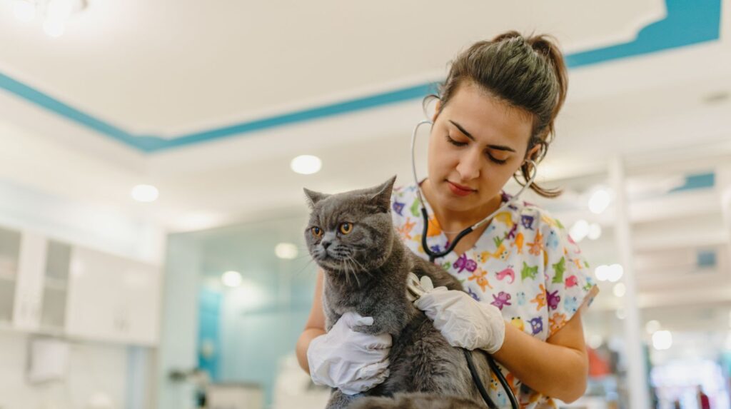 Petyaari Pet Clinic in Hyderabad: a gray tabby cat held by a Hyderabad vet in scrubs with a stethoscope during cat pregnancy diagnosis.